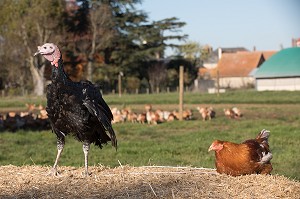 DINDE, ELEVAGE DE VOLAILLES EN PLEIN AIR NOURRIES AUX CEREALES DE LA FERME, PRODUITS FERMIERS DE TERROIR, FERME DE GRANDVILLAIN, ORGERES-EN-BEAUCE (28), FRANCE 