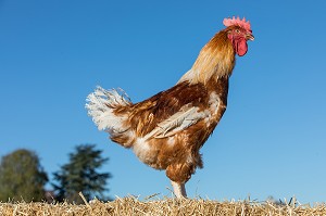 COQ, ELEVAGE DE VOLAILLES EN PLEIN AIR NOURRIES AUX CEREALES DE LA FERME, PRODUITS FERMIERS DE TERROIR, FERME DE GRANDVILLAIN, ORGERES-EN-BEAUCE (28), FRANCE 