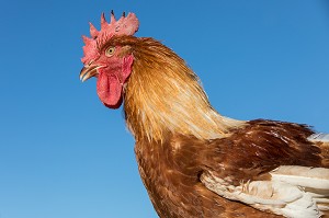 COQ, ELEVAGE DE VOLAILLES EN PLEIN AIR NOURRIES AUX CEREALES DE LA FERME, PRODUITS FERMIERS DE TERROIR, FERME DE GRANDVILLAIN, ORGERES-EN-BEAUCE (28), FRANCE 