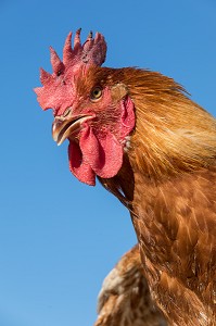 COQ, ELEVAGE DE VOLAILLES EN PLEIN AIR NOURRIES AUX CEREALES DE LA FERME, PRODUITS FERMIERS DE TERROIR, FERME DE GRANDVILLAIN, ORGERES-EN-BEAUCE (28), FRANCE 