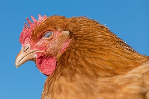 MEMBRANE NICTITANTE DE LA POULE, TROISIEME PAUPIERE TRANSLUCIDE POUR PROTEGET ET HUMIDIFIER L'OEIL TOUT EN PERMETTANT UNE CERTAINE VISIBILITE, ELEVAGE DE VOLAILLES EN PLEIN AIR NOURRIES AUX CEREALES DE LA FERME, PRODUITS FERMIERS DE TERROIR, FERME DE GRANDVILLAIN, ORGERES-EN-BEAUCE (28), FRANCE 