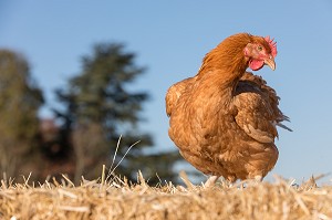 POULE, ELEVAGE DE VOLAILLES EN PLEIN AIR NOURRIES AUX CEREALES DE LA FERME, PRODUITS FERMIERS DE TERROIR, FERME DE GRANDVILLAIN, ORGERES-EN-BEAUCE (28), FRANCE 