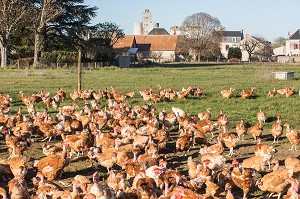 POULETS A L'HERBE SUR L'EXPLOITATION, ELEVAGE DE VOLAILLES EN PLEIN AIR NOURRIES AUX CEREALES DE LA FERME, PRODUITS FERMIERS DE TERROIR, FERME DE GRANDVILLAIN, ORGERES-EN-BEAUCE (28), FRANCE 