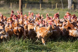 POULETS A L'HERBE SUR L'EXPLOITATION, ELEVAGE DE VOLAILLES EN PLEIN AIR NOURRIES AUX CEREALES DE LA FERME, PRODUITS FERMIERS DE TERROIR, FERME DE GRANDVILLAIN, ORGERES-EN-BEAUCE (28), FRANCE 