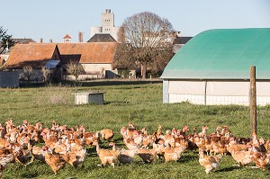 POULETS A L'HERBE SUR L'EXPLOITATION, ELEVAGE DE VOLAILLES EN PLEIN AIR NOURRIES AUX CEREALES DE LA FERME, PRODUITS FERMIERS DE TERROIR, FERME DE GRANDVILLAIN, ORGERES-EN-BEAUCE (28), FRANCE 