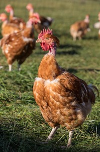 POULETS A L'HERBE SUR L'EXPLOITATION, ELEVAGE DE VOLAILLES EN PLEIN AIR NOURRIES AUX CEREALES DE LA FERME, PRODUITS FERMIERS DE TERROIR, FERME DE GRANDVILLAIN, ORGERES-EN-BEAUCE (28), FRANCE 