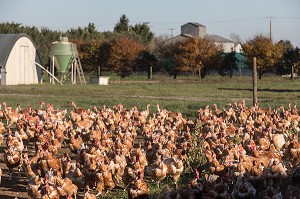 POULETS A L'HERBE SUR L'EXPLOITATION, ELEVAGE DE VOLAILLES EN PLEIN AIR NOURRIES AUX CEREALES DE LA FERME, PRODUITS FERMIERS DE TERROIR, FERME DE GRANDVILLAIN, ORGERES-EN-BEAUCE (28), FRANCE 