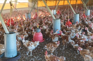 POULETS DANS LEUR POULAILLER SUR L'EXPLOITATION, ELEVAGE DE VOLAILLES EN PLEIN AIR NOURRIES AUX CEREALES DE LA FERME, PRODUITS FERMIERS DE TERROIR, FERME DE GRANDVILLAIN, ORGERES-EN-BEAUCE (28), FRANCE 