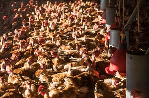 POULETS DANS LEUR POULAILLER SUR L'EXPLOITATION, ELEVAGE DE VOLAILLES EN PLEIN AIR NOURRIES AUX CEREALES DE LA FERME, PRODUITS FERMIERS DE TERROIR, FERME DE GRANDVILLAIN, ORGERES-EN-BEAUCE (28), FRANCE 