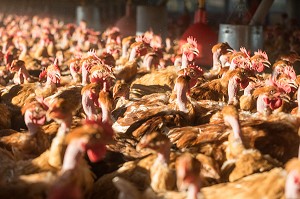 POULETS DANS LEUR POULAILLER SUR L'EXPLOITATION, ELEVAGE DE VOLAILLES EN PLEIN AIR NOURRIES AUX CEREALES DE LA FERME, PRODUITS FERMIERS DE TERROIR, FERME DE GRANDVILLAIN, ORGERES-EN-BEAUCE (28), FRANCE 