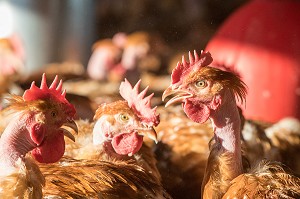 POULETS DANS LEUR POULAILLER SUR L'EXPLOITATION, ELEVAGE DE VOLAILLES EN PLEIN AIR NOURRIES AUX CEREALES DE LA FERME, PRODUITS FERMIERS DE TERROIR, FERME DE GRANDVILLAIN, ORGERES-EN-BEAUCE (28), FRANCE 