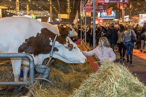 EXPOSITION DE VACHES DE RACE MONTBELIARDE, SALON DE L'AGRICULTURE, PORTE DE VERSAILLES, PARIS 
