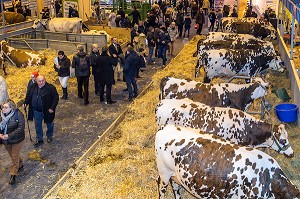 VACHES DE RACE NORMANDES, SALON DE L'AGRICULTURE, PORTE DE VERSAILLES, PARIS 