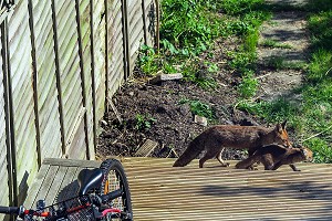 RENARDS (ANIMAUX PROTEGES) DANS LES JARDINS LONDONIENS, LONDRES, GRANDE-BRETAGNE, EUROPE 