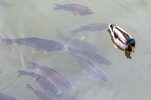 CANARD ET CARPES DANS LES DOUVES DU CHATEAU DE CARROUGES (61), FRANCE 