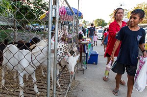 JEUNE GARCON ET SA MAMAN RENTRANT DU MARCHE ET PASSANT DEVANT UN ENCLOS DE CHEVRES, BANG SAPHAN, PROVINCE DE PRACHUAP KHIRI KHAN, THAILANDE 