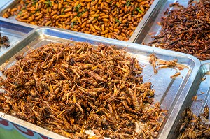 ETALAGE D'INSECTES GRILLES (VERS A SOIE, SAUTERELLE, GRILLONS, CIGALES), MARCHE DE NUIT, BANG SAPHAN, PROVINCE DE PRACHUAP KHIRI KHAN, THAILANDE 