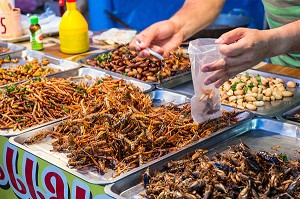ETALAGE D'INSECTES GRILLES (VERS A SOIE, SAUTERELLE, GRILLONS, CIGALES), MARCHE DE NUIT, BANG SAPHAN, PROVINCE DE PRACHUAP KHIRI KHAN, THAILANDE 