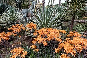 QUEUE DE LION OU LEONOTIS LEONORUS, ARBUSTE A LA FLORAISON ORANGEE TRES ORIGINALE, JARDIN BOTANIQUE DE MADEIRA, FUNCHAL, ILE DE MADERE, PORTUGAL 