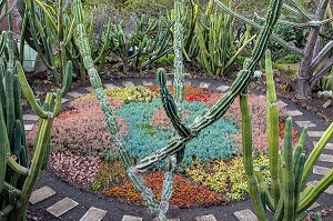 DETAIL D'UN CACTUS SANS EPINES AVEC PARTERRE DE FLEURS EN ARRIERE PLAN, JARDIN BOTANIQUE DE MADEIRA, FUNCHAL, ILE DE MADERE, PORTUGAL 