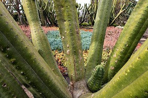 DETAIL D'UN CACTUS SANS EPINES AVEC PARTERRE DE FLEURS EN ARRIERE PLAN, JARDIN BOTANIQUE DE MADEIRA, FUNCHAL, ILE DE MADERE, PORTUGAL 