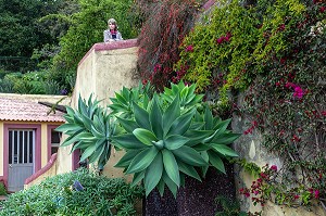 AGAVE ATTENUA, PLANTE GRASSE DE LA FAMILLE DES AGAVACEAE, JARDIN BOTANIQUE DE MADEIRA, FUNCHAL, ILE DE MADERE, PORTUGAL 