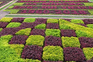 PARTERRE DE FLEURS, FORMES GEOMETRIQUES, JARDIN BOTANIQUE DE MADEIRA, FUNCHAL, ILE DE MADERE, PORTUGAL 