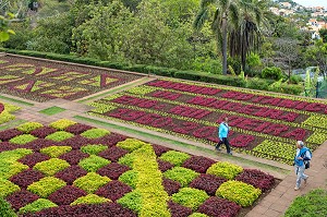 PARTERRE DE FLEURS, FORMES GEOMETRIQUES, JARDIN BOTANIQUE DE MADEIRA, FUNCHAL, ILE DE MADERE, PORTUGAL 