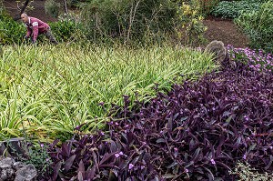 JARDINIER, ENTRETIEN DES PLANTES, JARDIN BOTANIQUE DE MADEIRA, FUNCHAL, ILE DE MADERE, PORTUGAL 