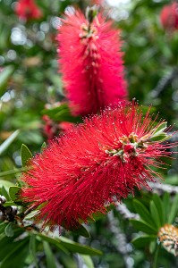 CALLISTEMON CITRINUS, JARDIN BOTANIQUE DE MADEIRA, FUNCHAL, ILE DE MADERE, PORTUGAL 