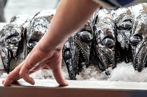 POISSONS SABRE, MARCHE AUX POISSONS, MERCADO LAVRADORES, FUNCHAL, ILE DE MADERE, PORTUGAL 