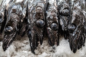 POISSONS SABRE, MARCHE AUX POISSONS, MERCADO LAVRADORES, FUNCHAL, ILE DE MADERE, PORTUGAL 