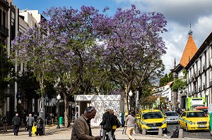 TAXI, AV ARRIAGA, SCENE DE RUE, FUNCHAL, ILE DE MADERE, PORTUGAL 