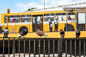 PIGEON AVEC BUS A L'ARRIERE, FUNCHAL, ILE DE MADERE, PORTUGAL 