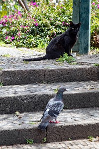 CHAT ET PIGEON, SCENE DE RUE, FUNCHAL, ILE DE MADERE, PORTUGAL 