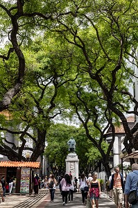 ALLEE D4ARBRES DE L'AVENUE GONCALVES JOAO ZARCO QUI DONNE SUR L'AVENU DE LA REPUBLICA, SCENE DE RUE, FUNCHAL, ILE DE MADERE, PORTUGAL 