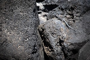 LEZARD SUR LE FALAISES AUX ROCHES VOLCANIQUES NOIRES, PORTO DA CRUZ, ILE DE MADERE, PORTUGAL 