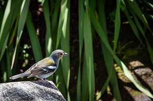 PINSON DES ARBRES, OISEAU ENDEMIQUE DE ILE DE MADERE, SAO JORGE, ILE DE MADERE, PORTUGAL 