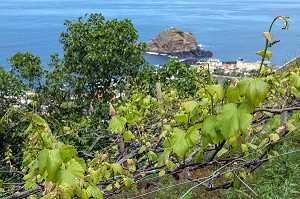 VIGNES EN ESCALIER, PORTO MONIZ, ILE DE MADERE, PORTUGAL 