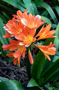 CLIVIA ORANGE, PLANTE A FLEURS ORIGINAIRE D'AFRIQUE AUSTRALE, PONTA DO SOL, ILE DE MADERE, PORTUGAL