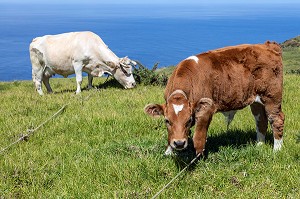 VACHES ATTACHES SUR LA POINTE DE PONTA DO PARGO AU-DESSUS DE LA MER, ILE DE MADERE, PORTUGAL 