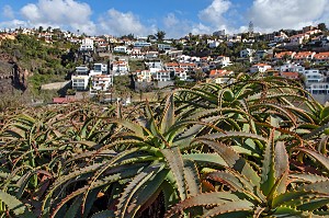 VUE GENERALE DES HABITATION SUR LE LITTORAL DE L'ILE, CACTUS AU PREMIER PLAN, GARAJAU, ILE DE MADERE, PORTUGAL 