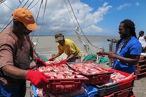 DEBARQUE DU POISSON VIVANO SUR LE VIEUX PORT DE CAYENNE, GUYANE FRANCAISE, DEPARTEMENT-REGION D'OUTRE-MER, AMERIQUE DU SUD, FRANCE 