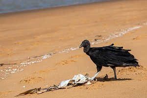 URUBU NOIR (RAPACE DE LA FAMILLE DES VAUTOURS), PLAGE DE REMIRE, ILE DE CAYENNE, GUYANE FRANCAISE, DEPARTEMENT-REGION D'OUTRE-MER, AMERIQUE DU SUD, FRANCE 