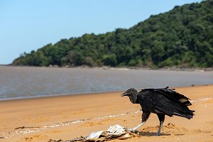 URUBU NOIR (RAPACE DE LA FAMILLE DES VAUTOURS), PLAGE DE REMIRE, ILE DE CAYENNE, GUYANE FRANCAISE, DEPARTEMENT-REGION D'OUTRE-MER, AMERIQUE DU SUD, FRANCE 