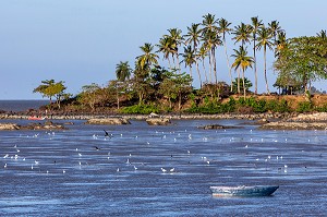 POINTE BUZARE ET ANSE NADAU, VUE DE LA PLACE DES AMANDIERS, CAYENNE, GUYANE FRANCAISE, DEPARTEMENT-REGION D'OUTRE-MER, AMERIQUE DU SUD, FRANCE 