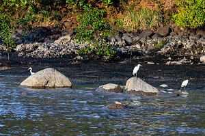 AIGRETTES BLANCHES DANS L'ANSE NADAU, CAYENNE, GUYANE FRANCAISE, DEPARTEMENT-REGION D'OUTRE-MER, AMERIQUE DU SUD, FRANCE 