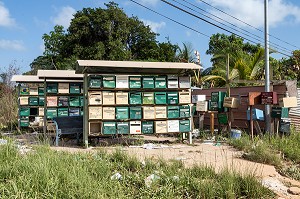 BOITE AUX LETTRES D'UN QUARTIER D'HABITAT ILLEGAL, MACOURIA, GUYANE FRANCAISE, DEPARTEMENT-REGION D'OUTRE-MER, AMERIQUE DU SUD, FRANCE 