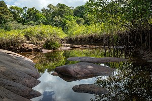 MANGROVE DE LA CRIQUE PATATE, MACOURIA, GUYANE FRANCAISE, DEPARTEMENT-REGION D'OUTRE-MER, AMERIQUE DU SUD, FRANCE 