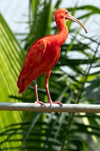 IBIS ROUGE, ZOO DE GUYANE, MACOURIA, GUYANE FRANCAISE, DEPARTEMENT-REGION D'OUTRE-MER, AMERIQUE DU SUD, FRANCE 